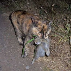 Domestic cat predation