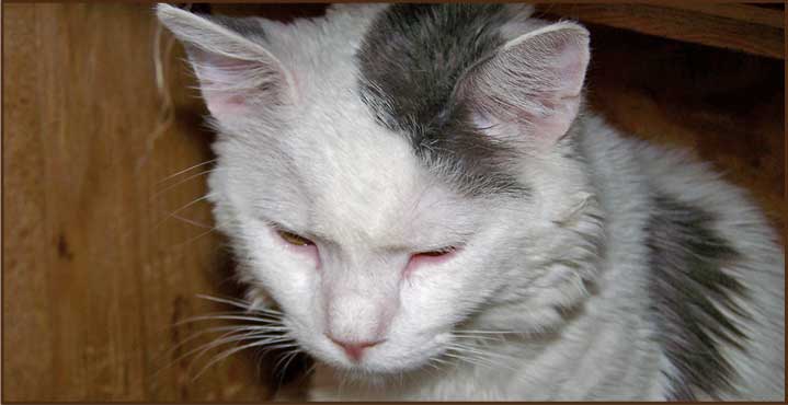 FeLV positive rescue cat "Pasquale". Photo: Rocky Mountain Feline Rescue