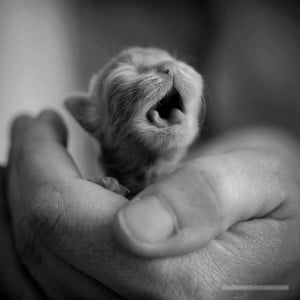 Newborn kitten in a person's hand