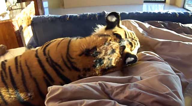 tiger at bottom of bed