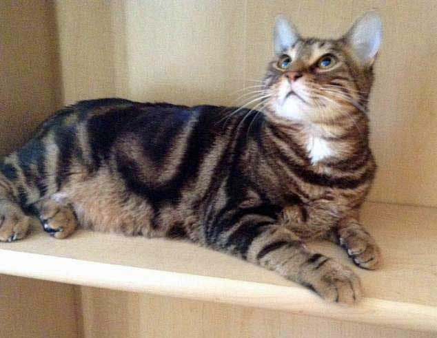 bengal cat wild cat hybrid or a moggie?