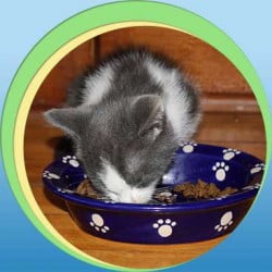 Carbs in commercial cat food