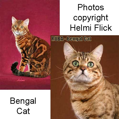 Marbled Bengal cat