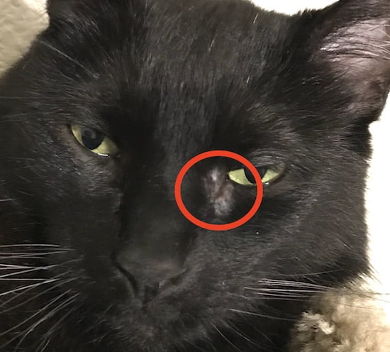 Cat Losing Hair Around The Eyes – PoC