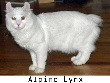 Alpine lynx cat