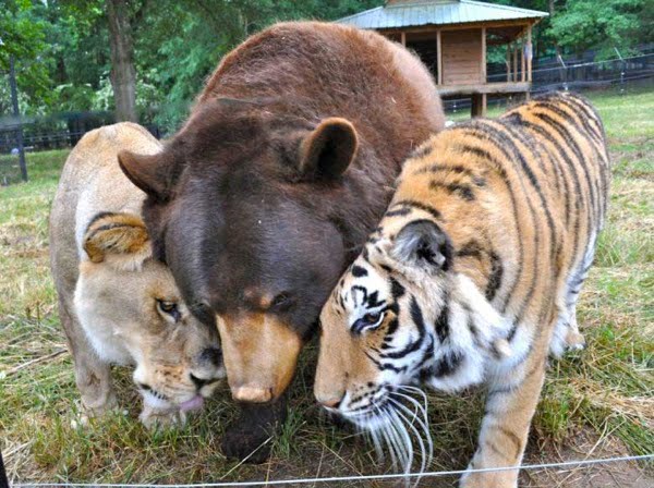 Bear tiger and lion buddies x