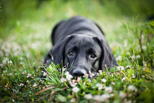 black dog in grass and flowers