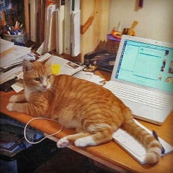 Cat at computer