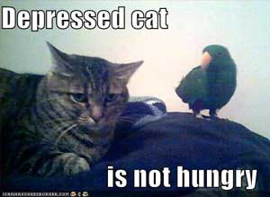 Depressed cat loses appetite but it is not funny