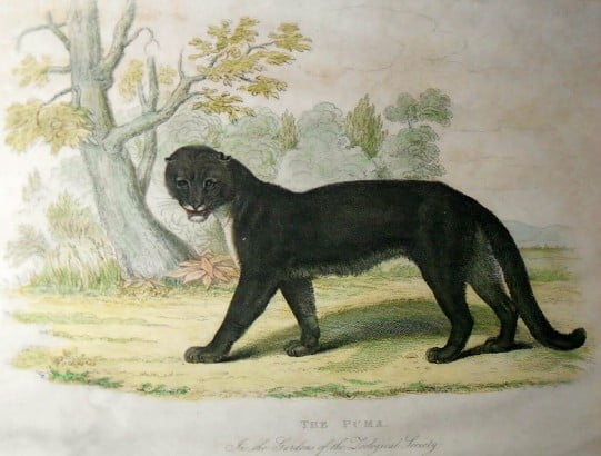 1820 print of a black puma