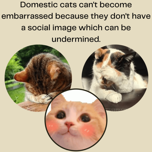 Cats don't become embarrassed