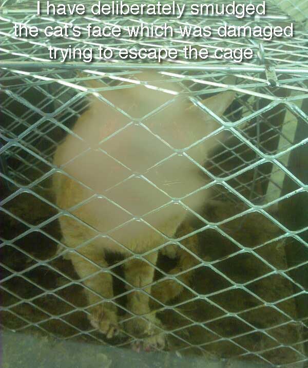 Cat caged and tortured in Saudi Arabia KSA