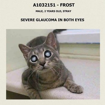 cat glaucoma