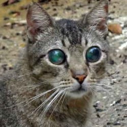 Cat with both eyes diseased