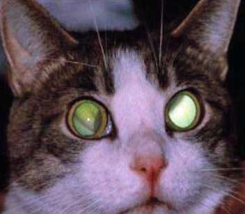 Cat with retinal damage due to hypertension