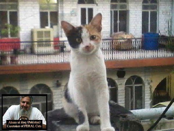 Domesticated feral cat Pakistan 1