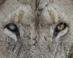 Lion with cataract in his right eye
