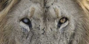 Lion with cataract in his right eye