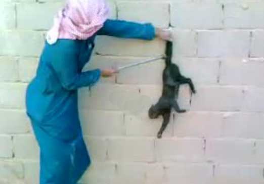 Saudi torturing cats 6