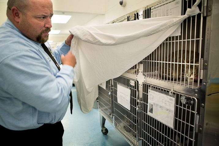 Captain Dave Walesky, of Palm Beach County Animal Care and Control Division, lifts up a sheet covering cats that were removed
