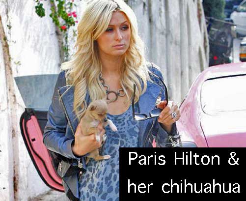 Paris Hilton with her Chihuahua