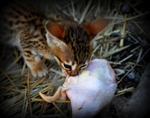 Savannah cat eats raw chicken at A1 Savannahs