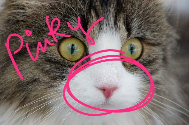 Pink nosed cat