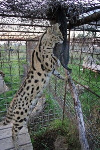 Serval in an enclosure looking out forlornly