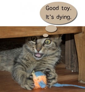 Why cats get bored with toys