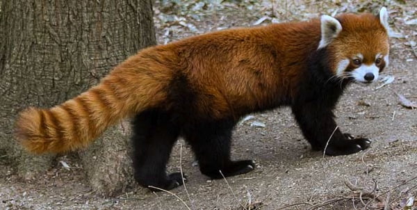 Red panda