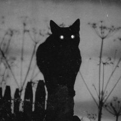 Witch's cat