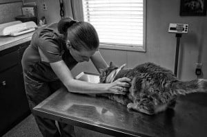 Cat at veterinary clinic