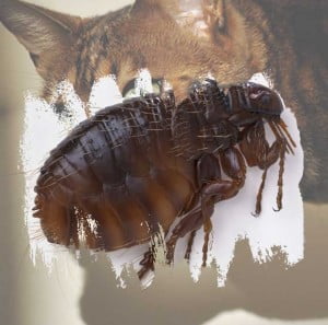 Cat flea resistance to flea treatments