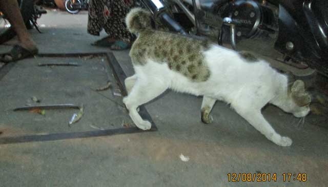 Indonesian short tailed cat. Photo: Rudolph Furtado