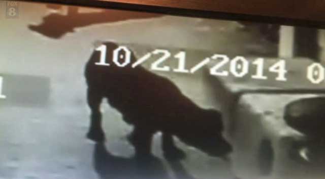 Pet dogs killing cats
