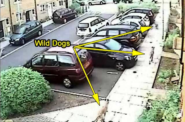 Wild dogs UK killing cats
