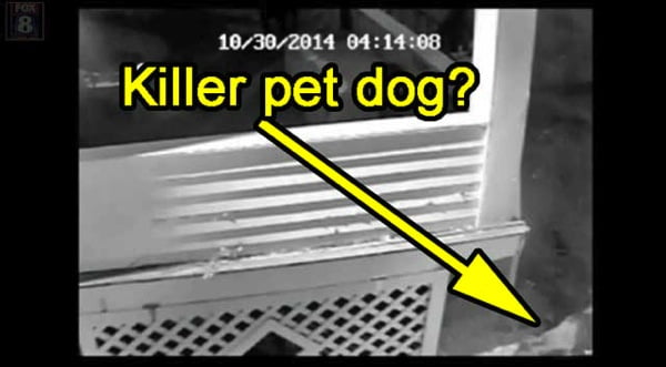 Killer pet dog