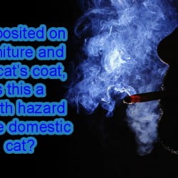 Third-hand cigarette smoke and cat health