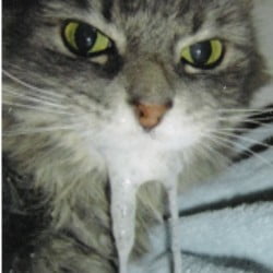 Rabid cat?