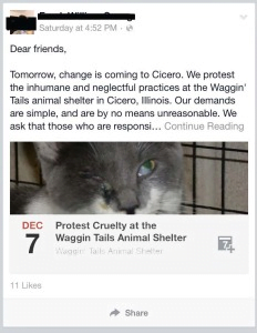 Alleged abuse at cat/animal shelter