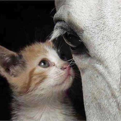 Cat and horse in close up