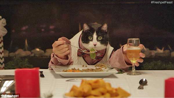 Rescue cat eating Christmas dinner