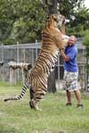 Biggest Siberian Tiger in the World (photo)?