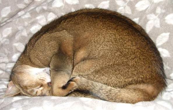 Abyssinian cat curled up