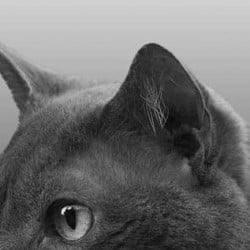 Cat Ear Positions - Ears Forward