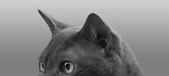 Cat Ear Positions - Ears Forward