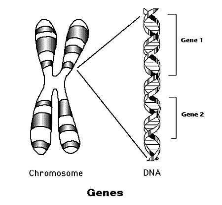 Drawing of genes and DNA