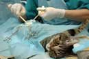 Feline Vasectomy: A Rational Birth Control Alternative to Neutering?