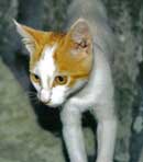 Does Anorexia Exist In Domestic Cats?