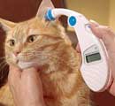 Check Your Cat's Vital Signs at Home